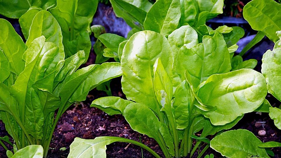 Bietole, alleate di una sana alimentazione