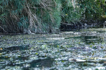 Moria di pesci nel Tevere, centinaia ritrovati morti sulle sponde del fiume 2