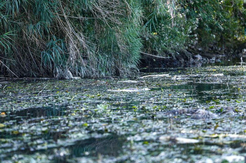 Moria di pesci nel Tevere, centinaia ritrovati morti sulle sponde del fiume 2