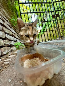 La colonia felina nel palazzo sforzesco di Milano 8