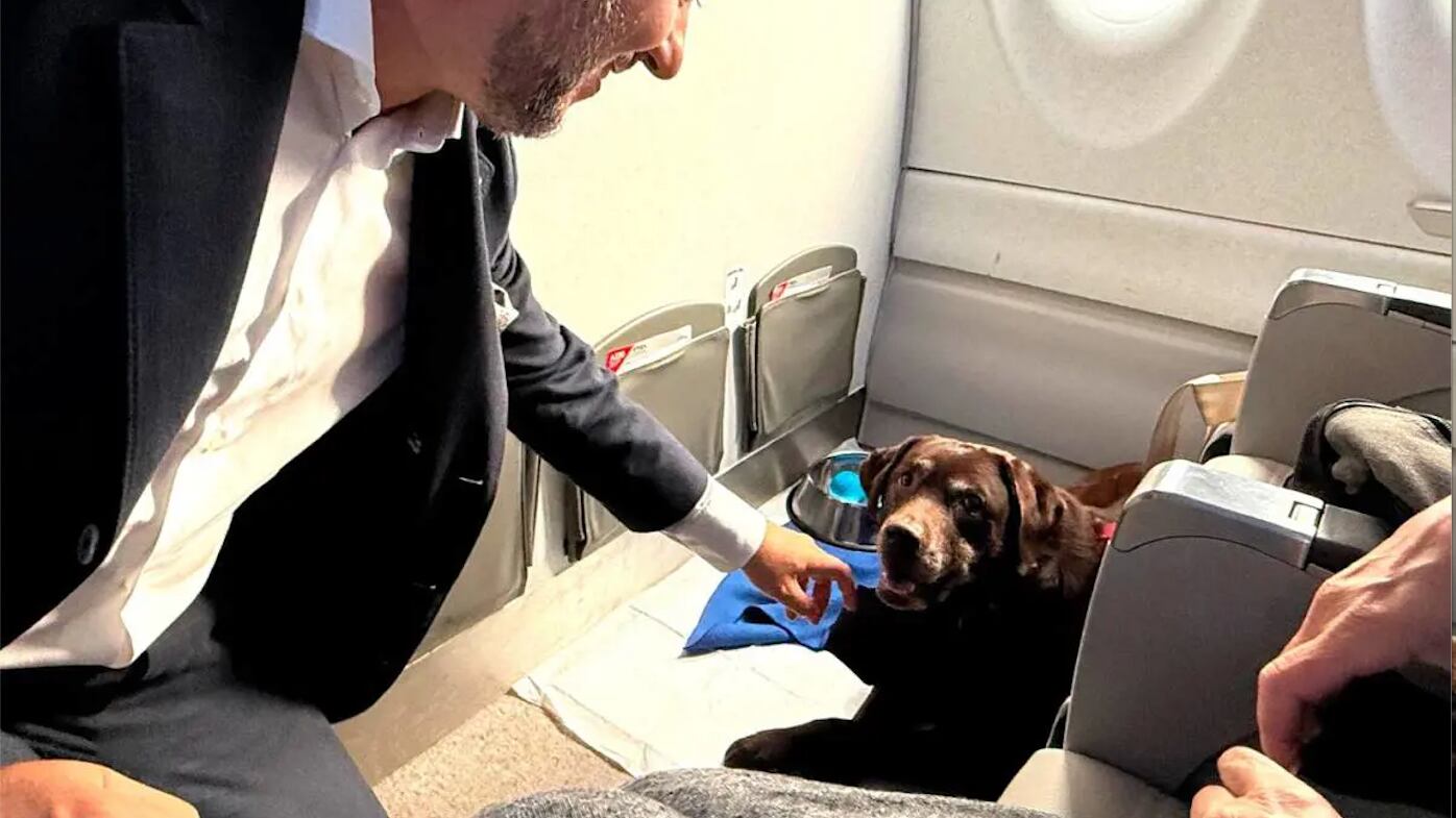 Cani in aereo, arrivano le linee guida: 6 animali per volo e fino a 30 kg