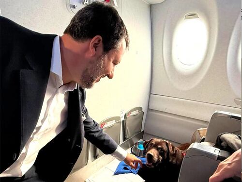 Cani in aereo, arrivano le linee guida: 6 animali per volo e fino a 30 kg