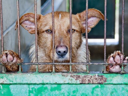 Massacrati 10mila cani: l'orrore del mercato cinese