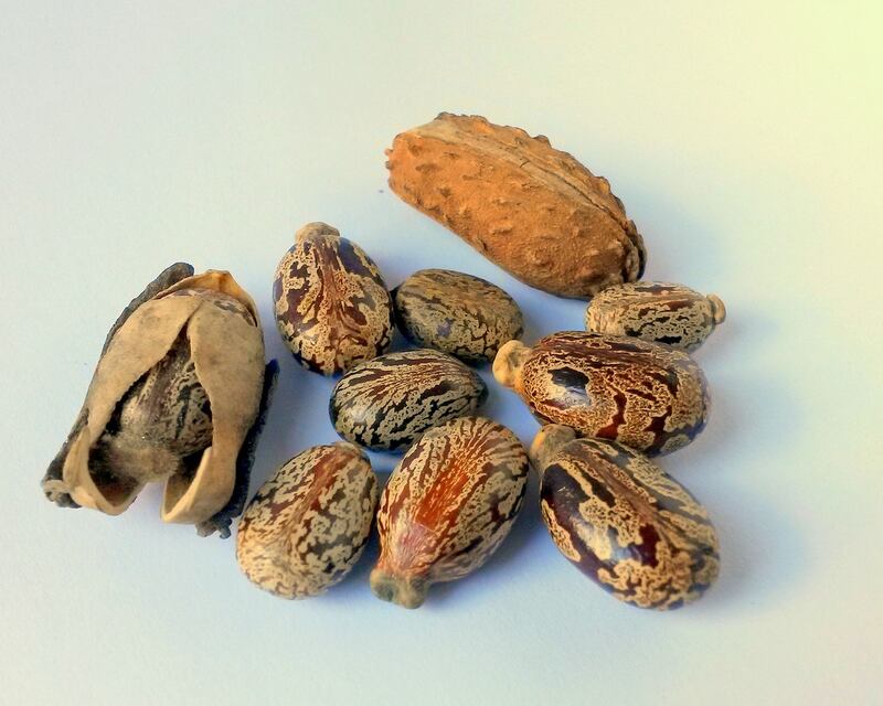 Olio di ricino