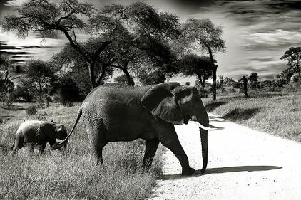 Elefante si fa un selfie 13