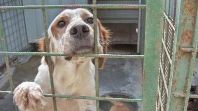 Agrigento, sequestrato un canile lager