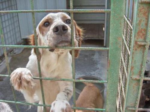 Viterbo, cuccioli anneggati nei secchi e buttati nei rifiuti. Canile sott'accusa