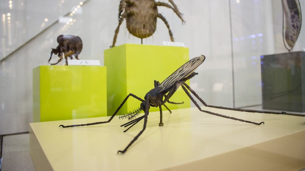 Il museo dei parassiti Un segreto da innamorati