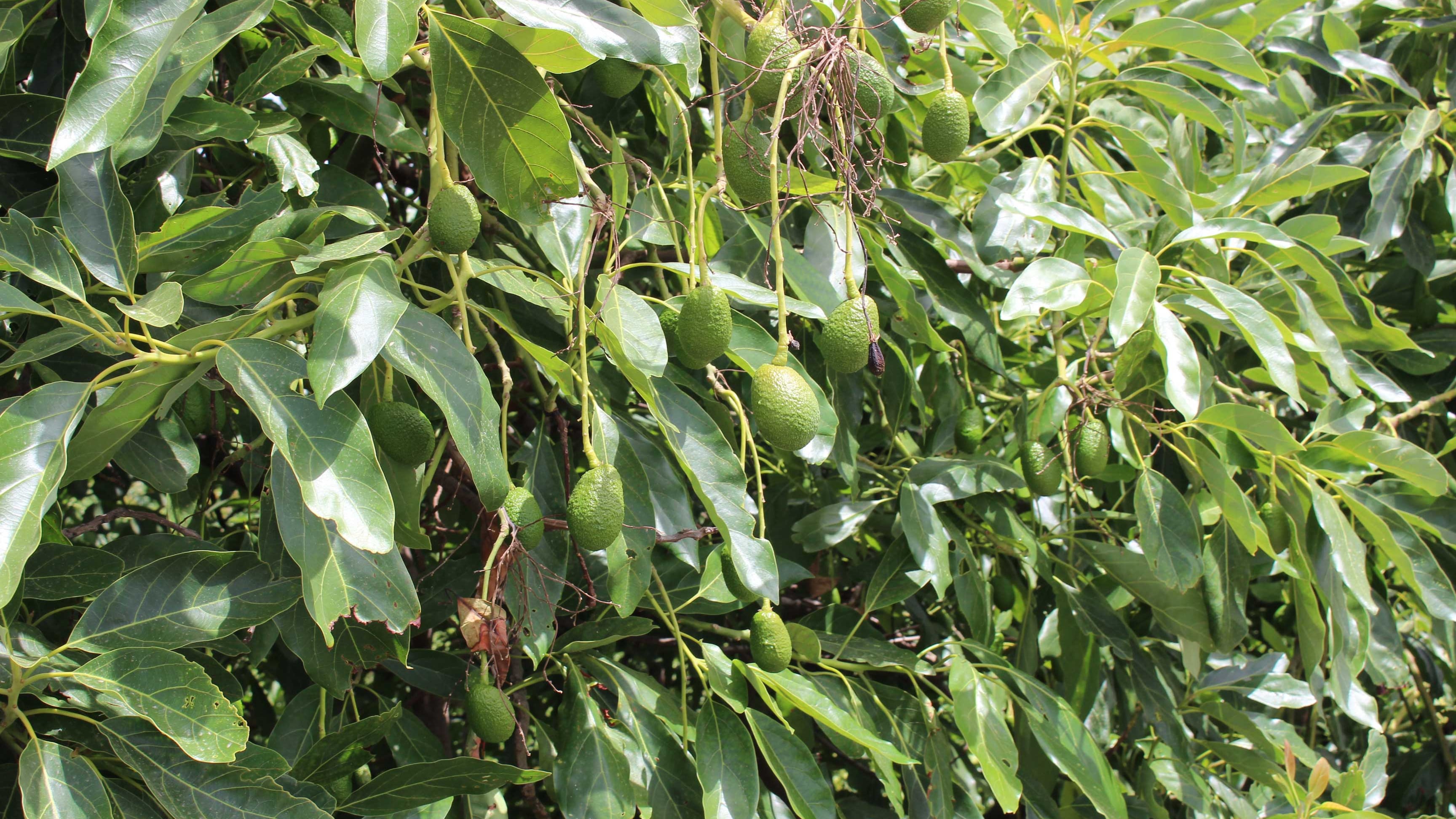 Avocado, il frutto "di moda" che ha una storia italiana