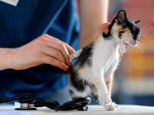 "Così ci rimettono solo i gatti...". Gli animalisti contro gli scienziati