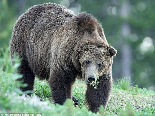 L'orso più famoso di Yellowstone è stato ucciso: caccia al killer
