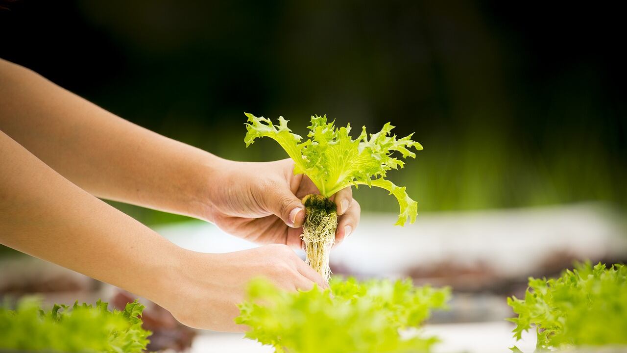Ortoterapia, cos'è e perché fa bene alla salute mentale