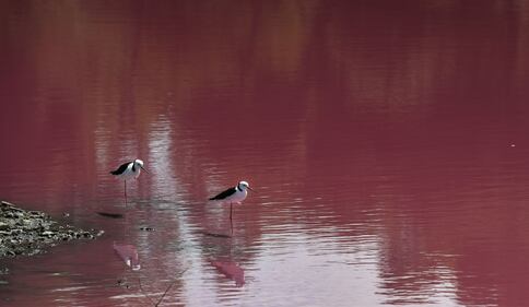 Lago australiano rosa: le foto 8