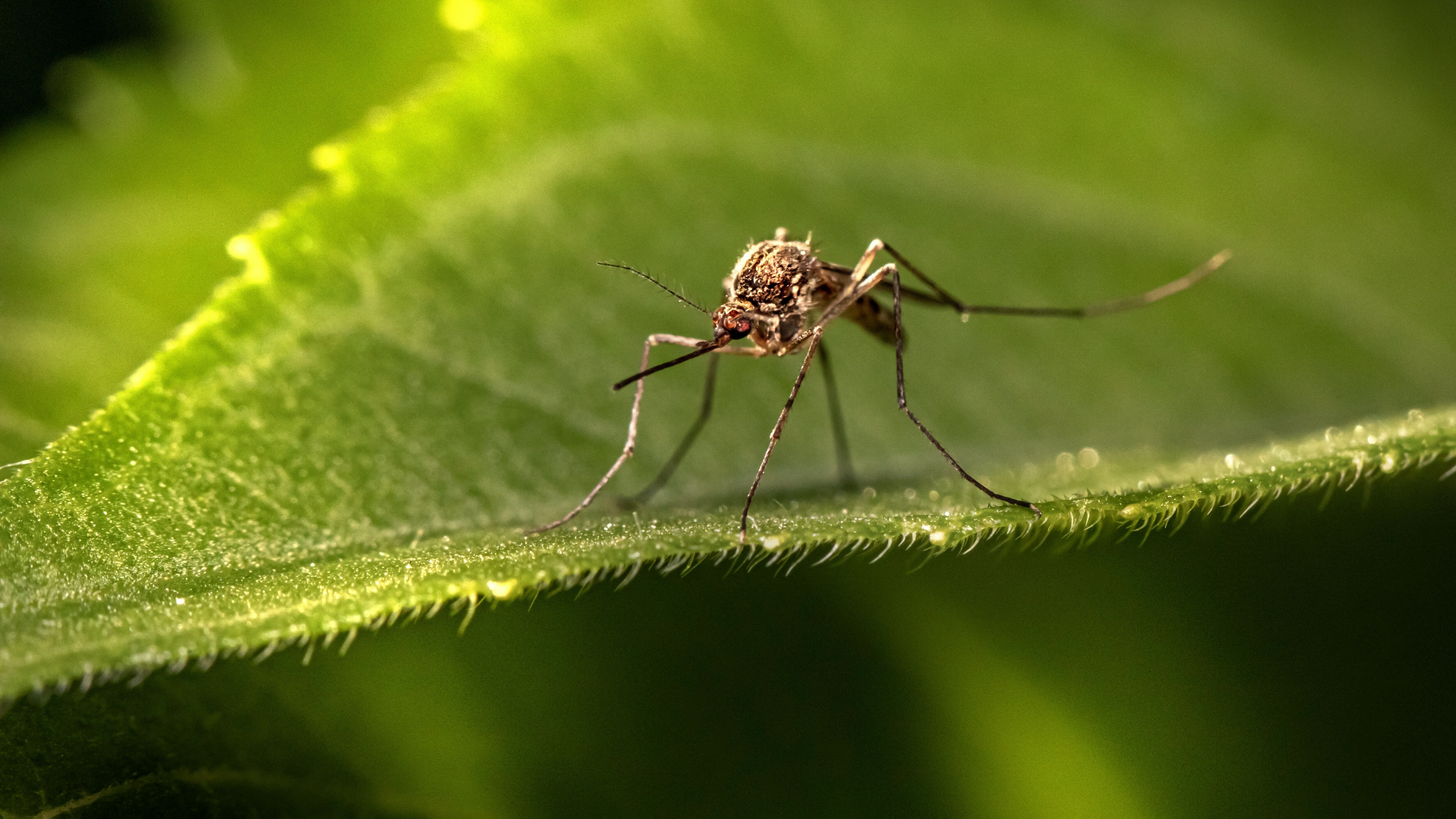West Nile, due casi lombardi Prevenzione della Regione