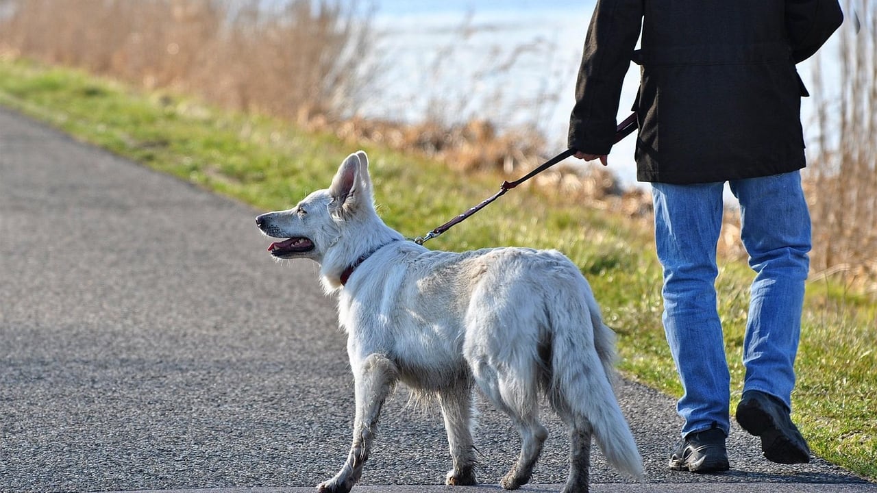 Portare a spasso il cane, le regole da rispettare