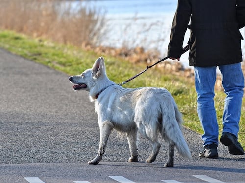 Portare a spasso il cane, le regole da rispettare