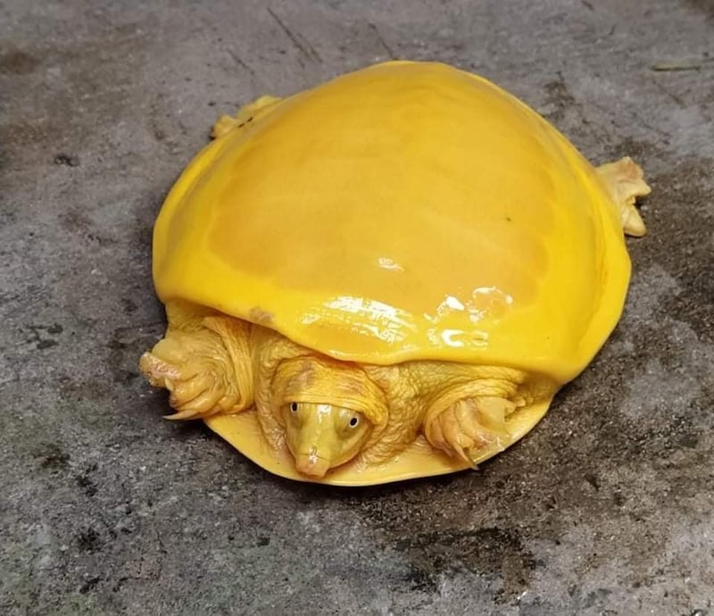 tartaruga gialla