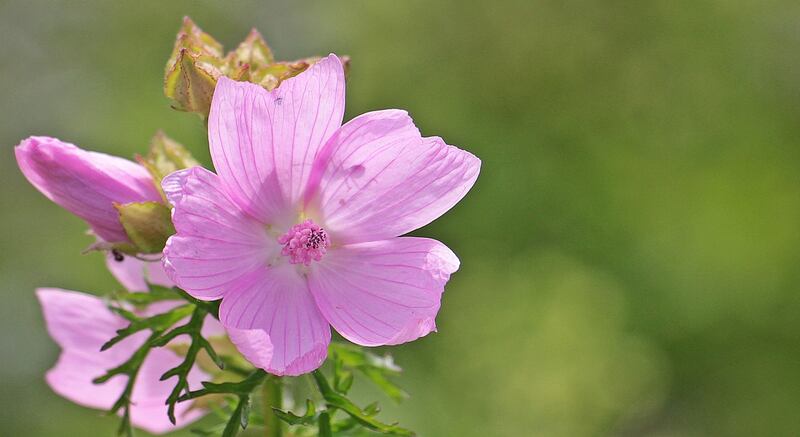 Malva