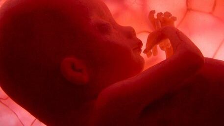 Catanoso: "L'utero in affitto è reato. Le coppie vanno fermate al rientro"