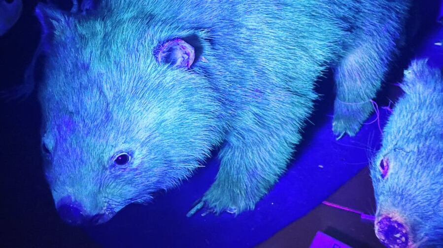 "Si illuminano al buio": cosa c'è dietro gli animali fluorescenti