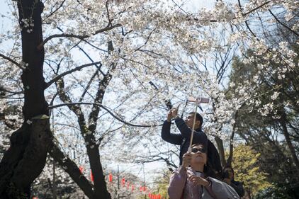 Lo spettacolo dei ciliegi in fiore a Tokyo 8