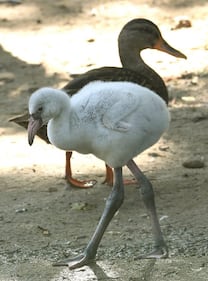 Un cucciolo di fenicottero allo zoo di Hannover 3