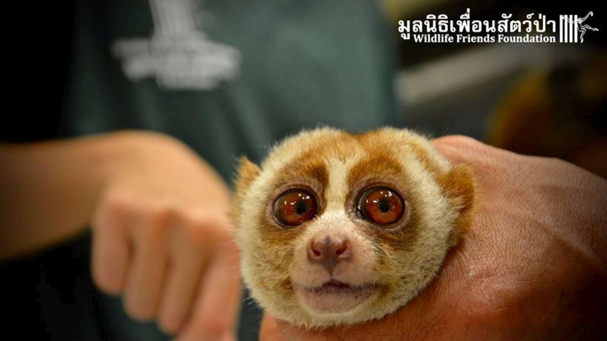 Thailandia, strappati i denti e fratturata la zampa alla "scimmietta dei selfie" Boris