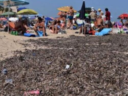 Bari, la spiaggia cittadina è da incubo: sommersa da alghe, rifiuti e ratti