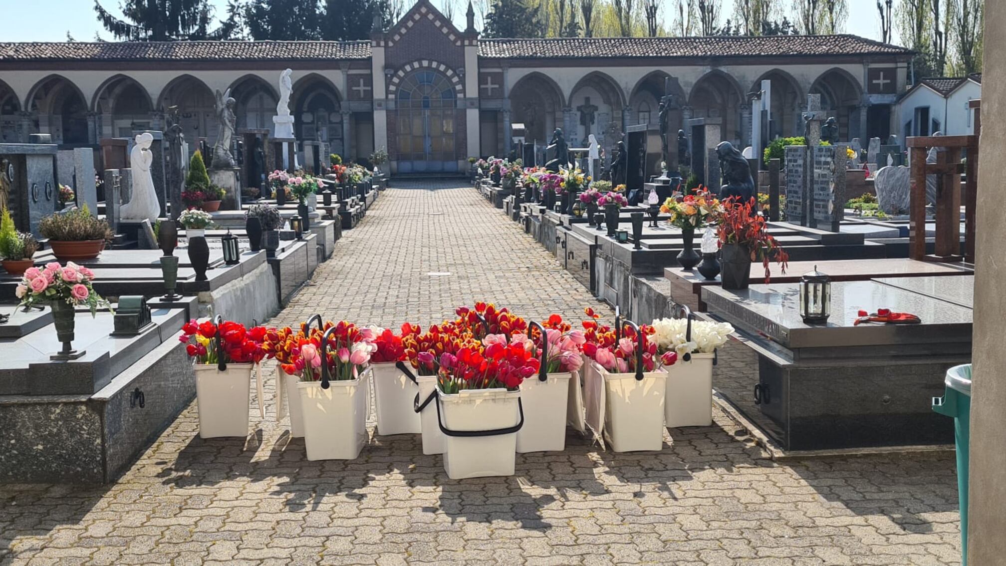 Coronavirus, i tulipani di Arese in dono a cimiteri e case di riposo
