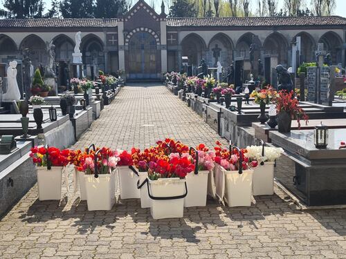 Coronavirus, i tulipani di Arese in dono a cimiteri e case di riposo