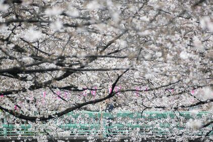 Lo spettacolo dei ciliegi in fiore a Tokyo 12