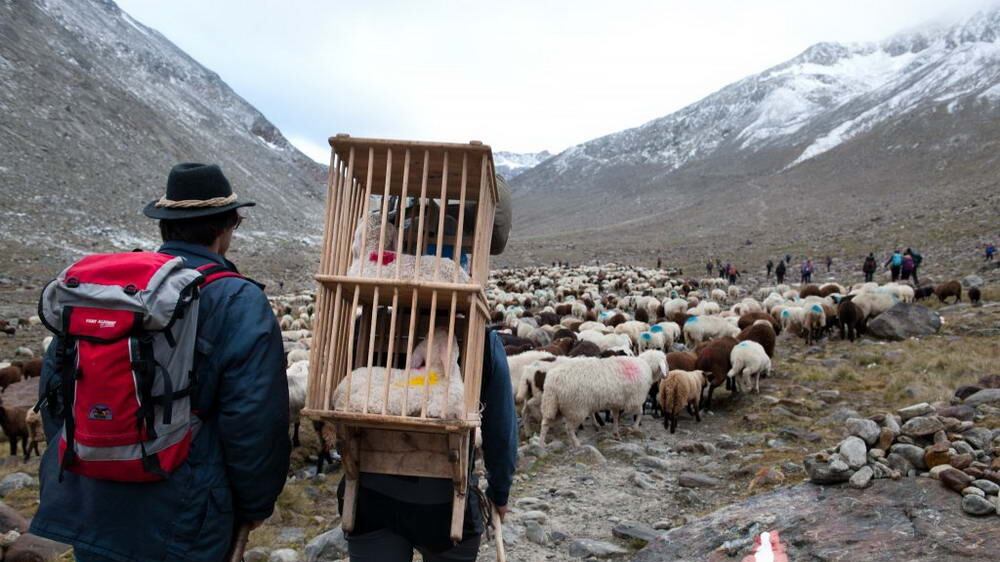 Val Senales, sul ghiacciaio la transumenza delle pecore un "rito" che risale al 1415