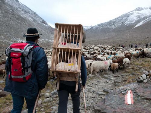 Val Senales, sul ghiacciaio la transumenza delle pecore un "rito" che risale al 1415