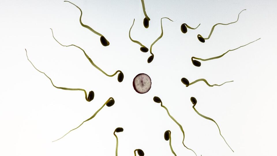 L'orologio biologico non è una prerogativa solo femminile