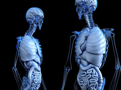 La vitamina C alleata contro l’osteoporosi
