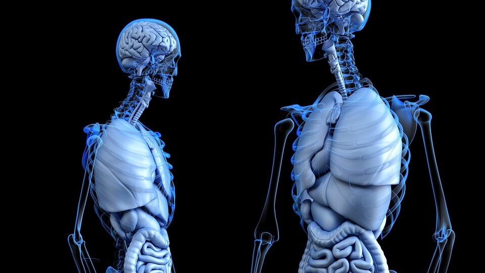 La vitamina C alleata contro l’osteoporosi