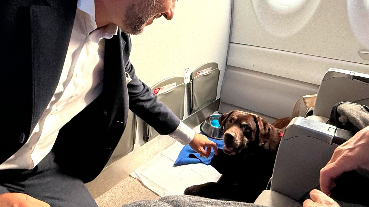 Cani di grossa taglia in cabina: parte da Milano il primo volo con animali senza trasportino. Ecco cosa cambia