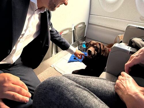 Cani di grossa taglia in cabina: parte da Milano il primo volo con animali senza trasportino. Ecco cosa cambia