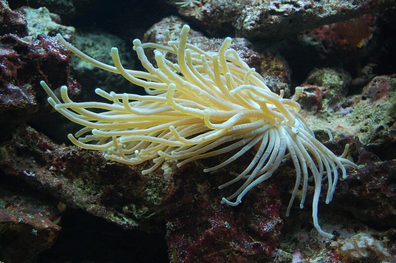 Attinia o anemone di mare