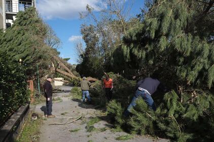 Il maltempo distrugge la pineta di Forte dei Marmi 2