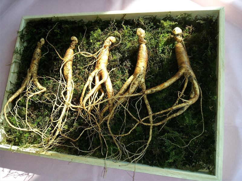 Radici di ginseng