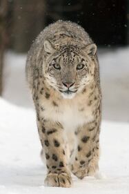 Nove animali a rischio estinzione 9