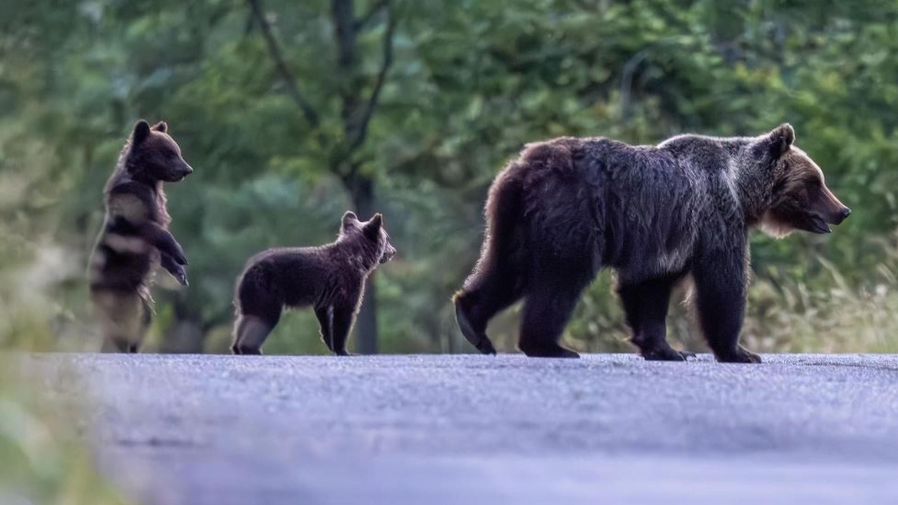 Avvistati i cuccioli di Amarena, cattura fallita