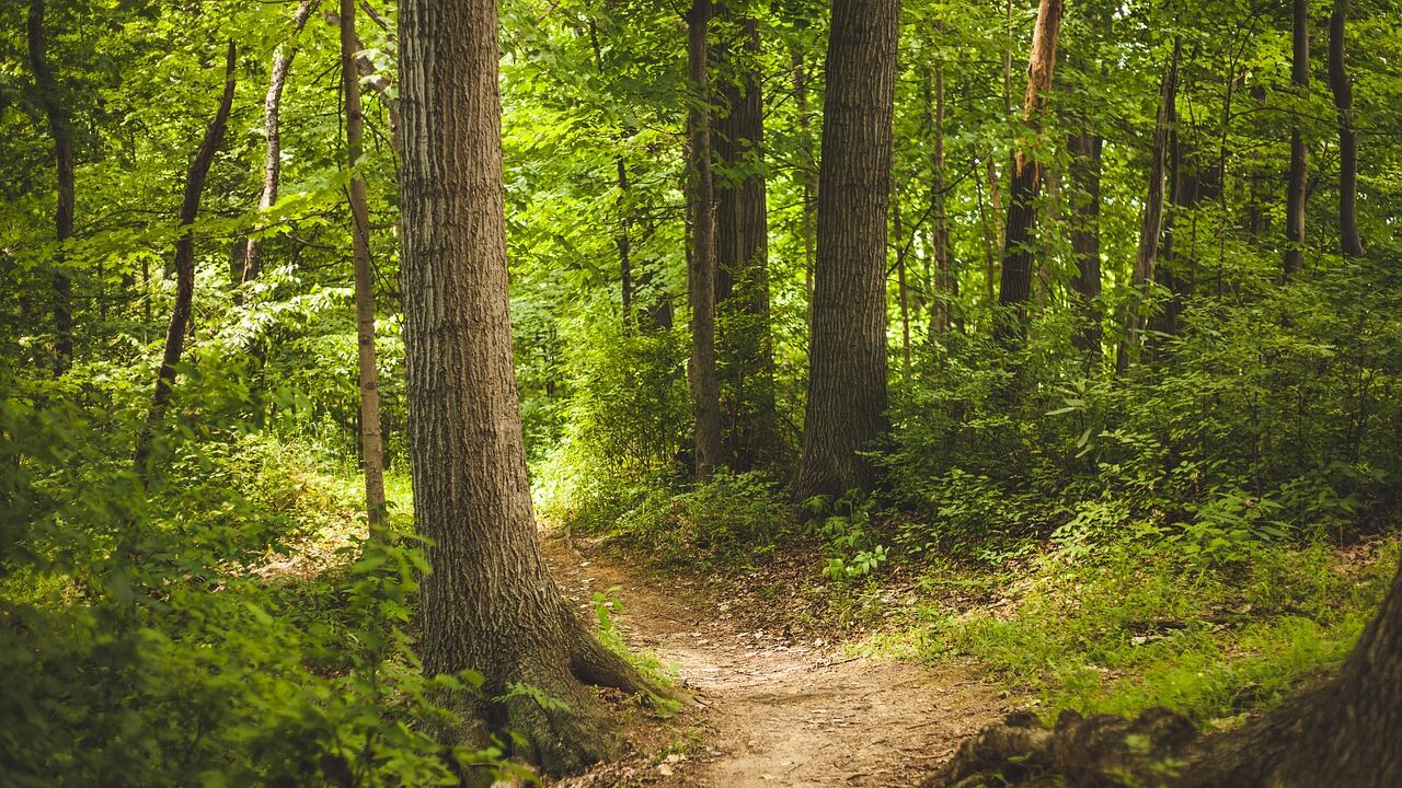 Foreste e boschi, Lombardia terza in Italia. Federlegno: materia prima da valorizzare per diminuire l'import