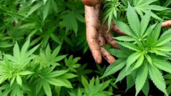 Marijuana al centro d'accoglienza: due arresti a Palinuro