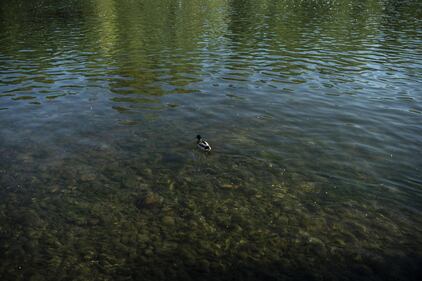 Il coronavirus "ripulisce" le acque del fiume Po 6