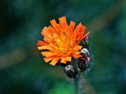 Pilosella, le proprietà e i benefici preziosi