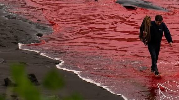 Decine di cetacei uccisi e smembrati alle isole Faer Oer: polemiche per la Grindadráp