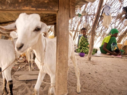 A Natale regala un maialino o uno yak ai bambini di Save the Children