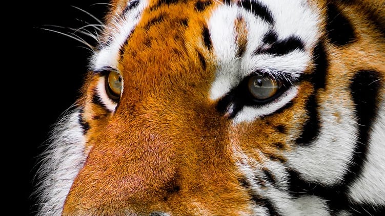 Giornata mondiale della tigre: 3.890 gli esemplari rimasti
